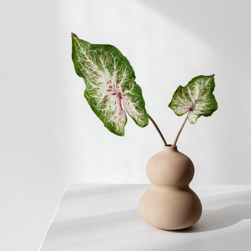 Leaves in beige vase
