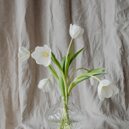 White tulips in a vase