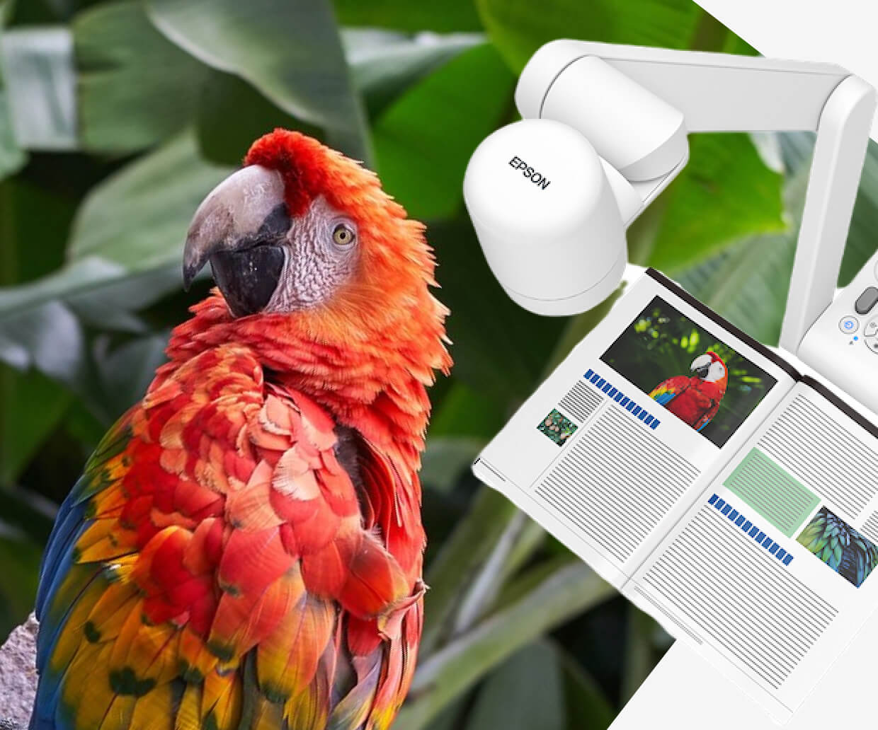 A document camera zooming in on the details of a parrot
