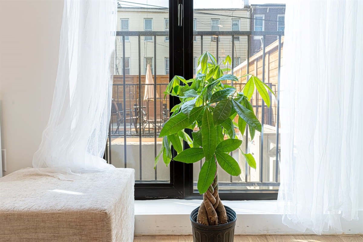 Sunlit window corner with greenery and sheer curtains — a calm spot to unwind with a classic Brooklyn outlook.