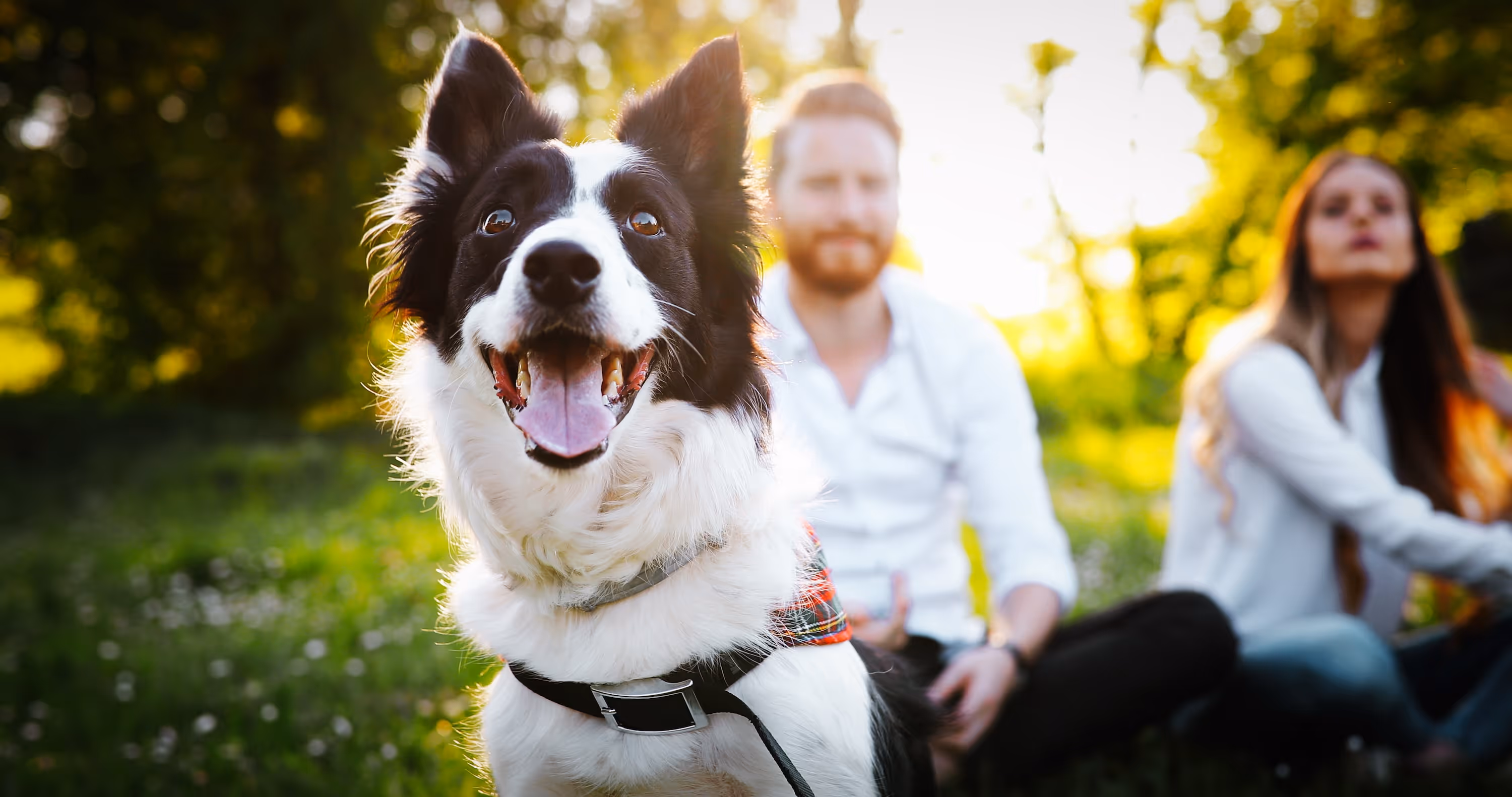 Pet-friendly living at The Julian featuring a happy dog in a lush, green outdoor community space.