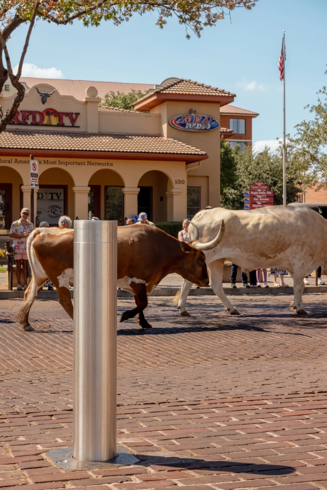 Longhorn cattle drive passing a bollard