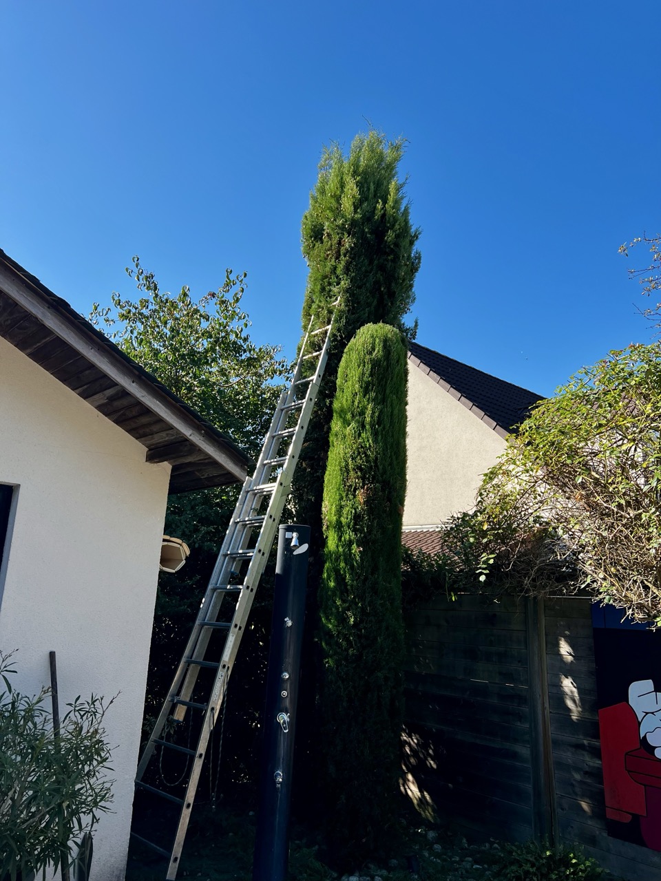taille d'un cyprès avec une échelle dessus