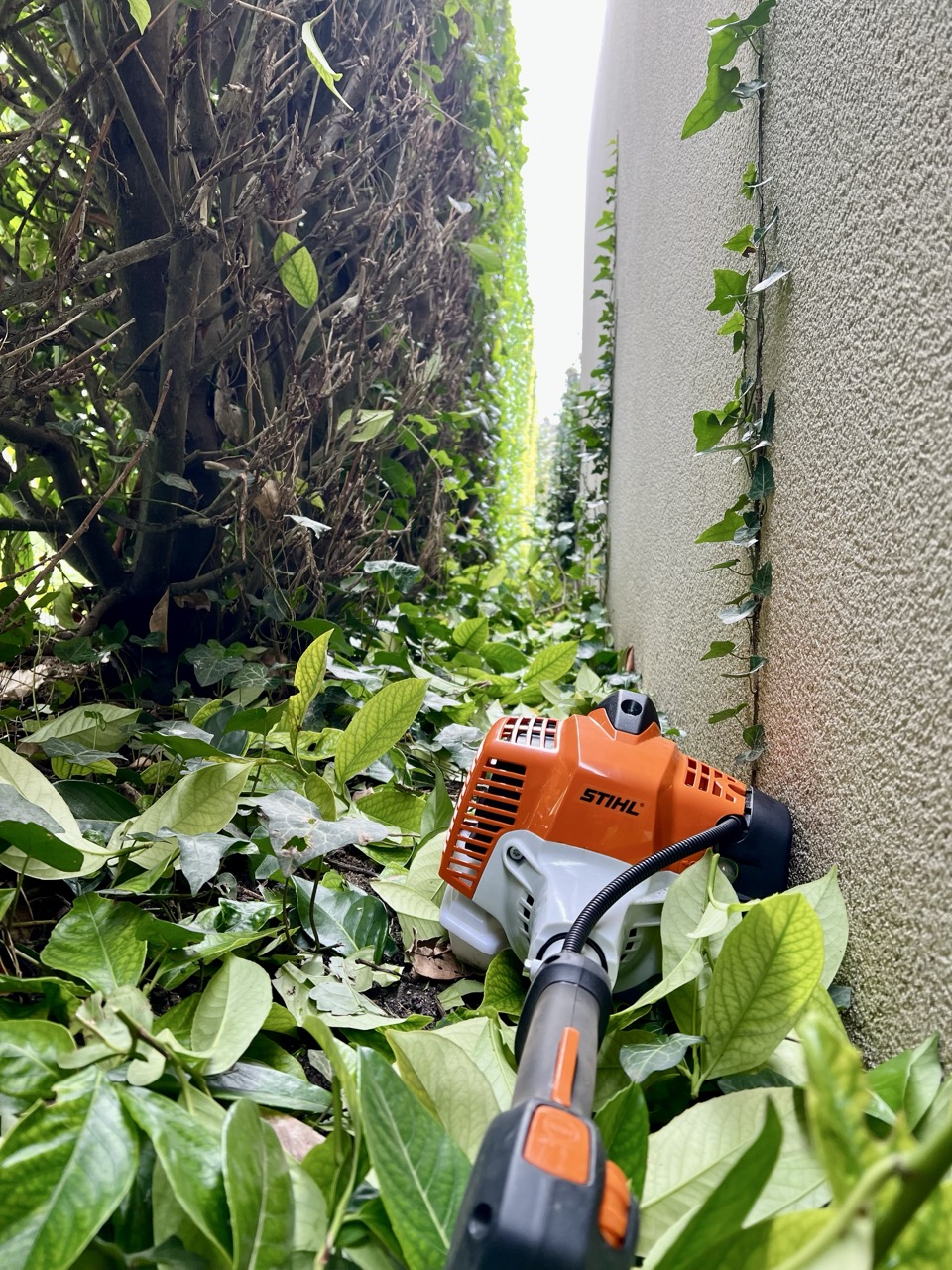 taille-haie stihl sur les feuilles de laurier