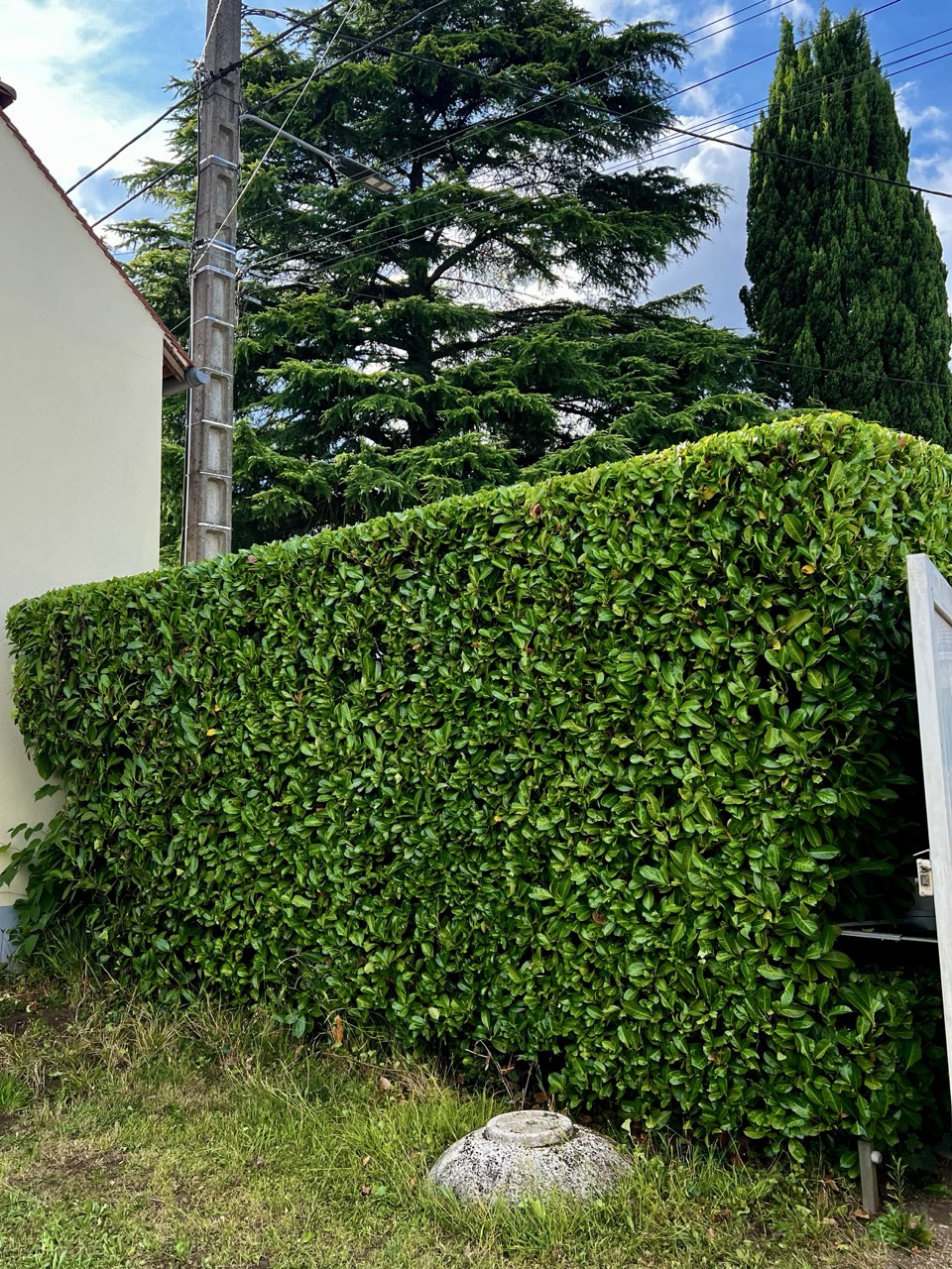 haie de laurier courte taillée