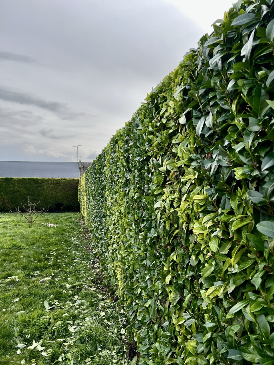 haie de laurier taillé droite