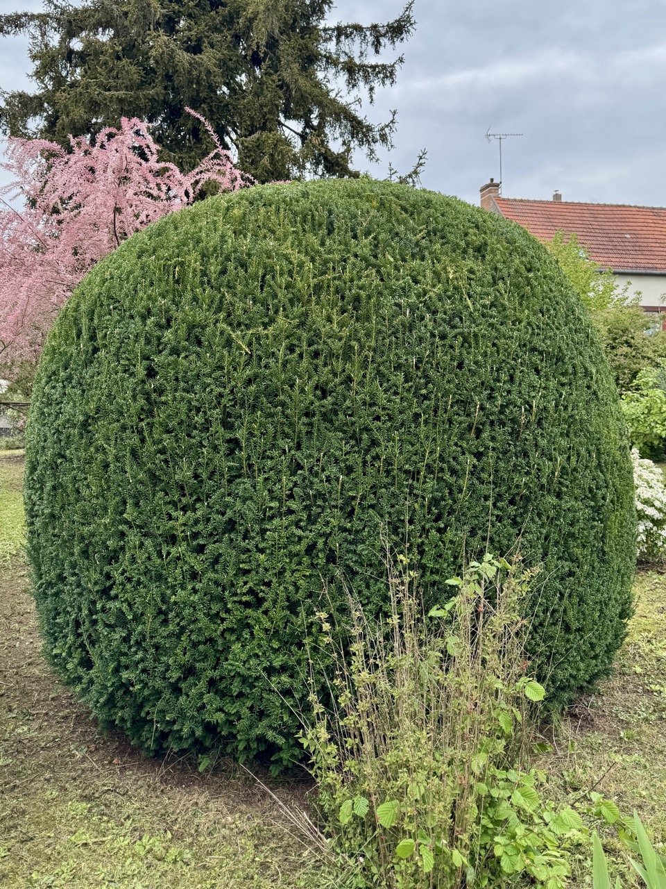 arbuste imposant taillé en boule