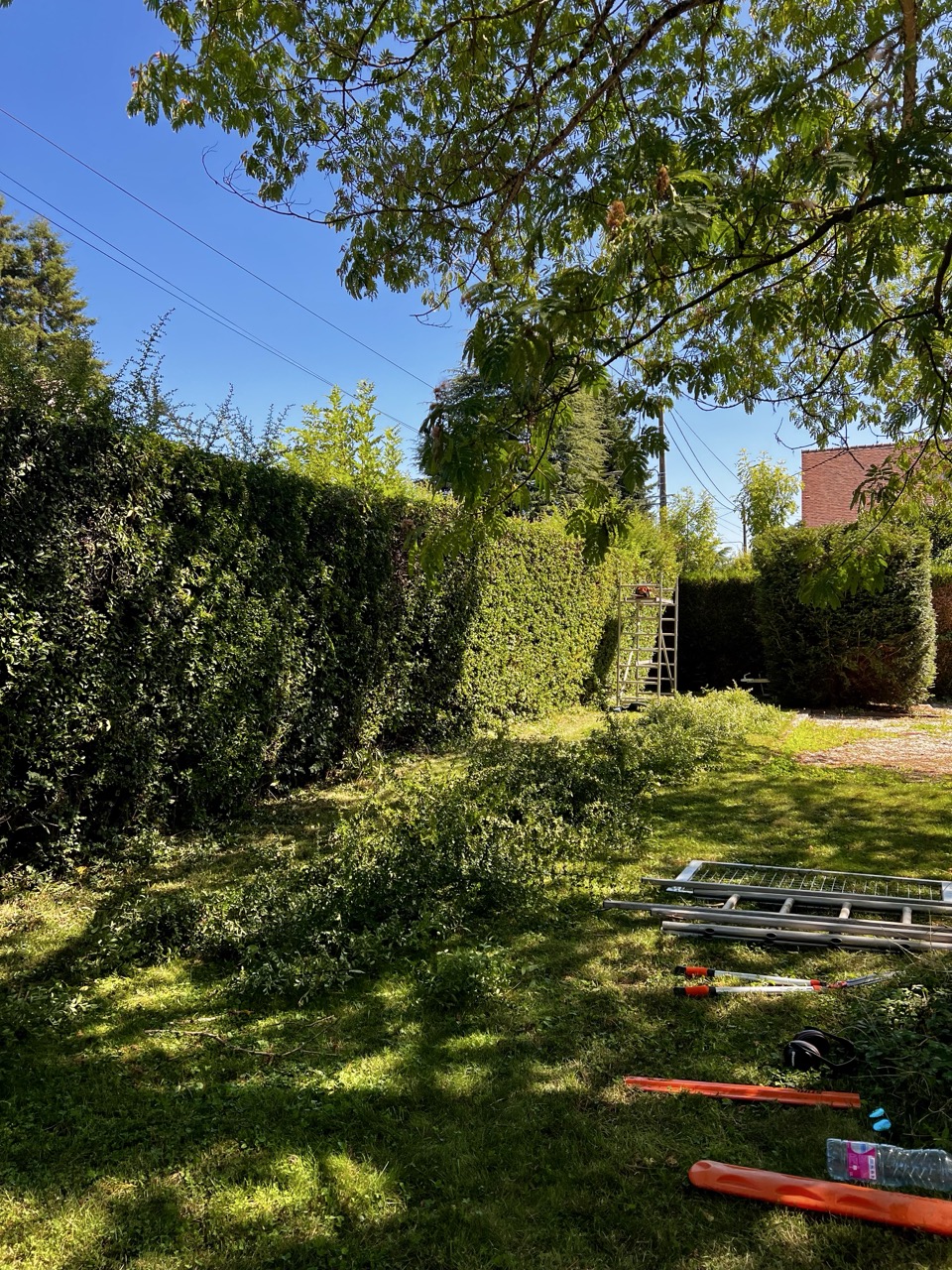 taille d'une haie en cours sous un arbre