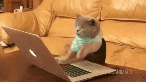 Katze tippt eifrig auf einem Laptop