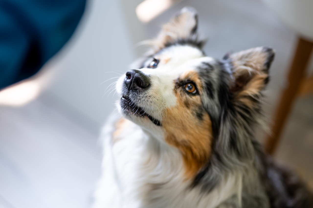 Close-up of an Australian Shepherd dog looking upward with attentive expression indoors.