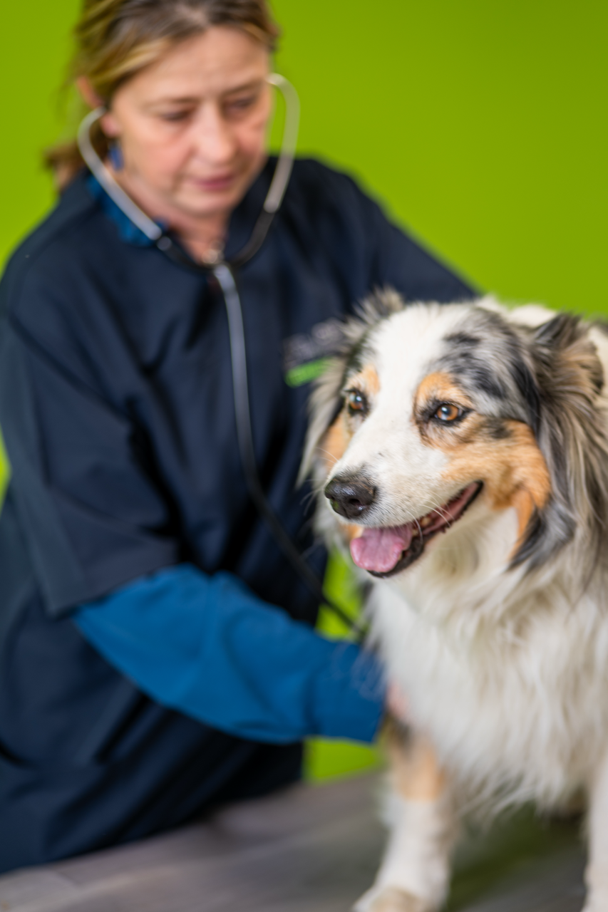 Veterinarian using a stethoscope to examine a happy Australian Shepherd dog against a green background.