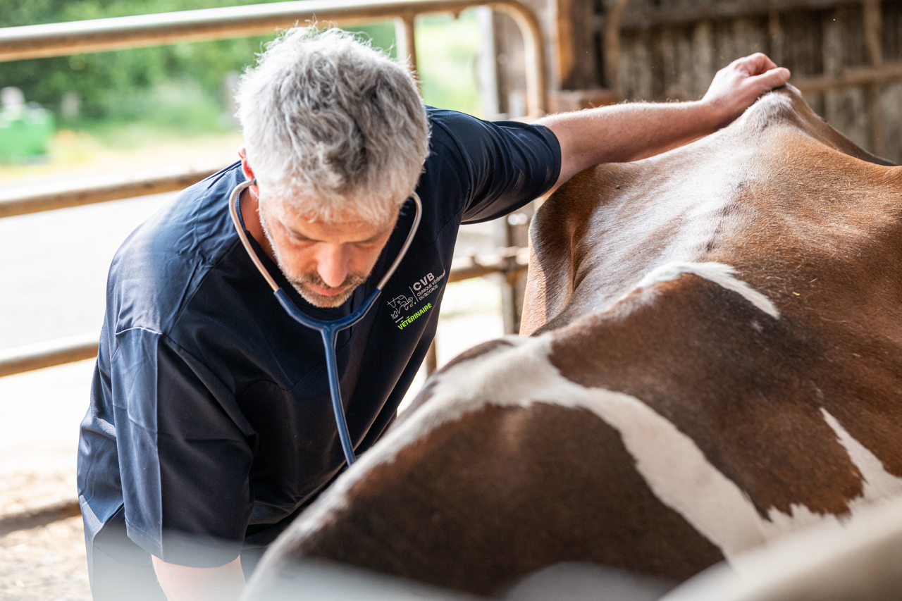 Veterinarian wearing a navy blue shirt and using a stethoscope to examine a brown and white cow inside a barn.