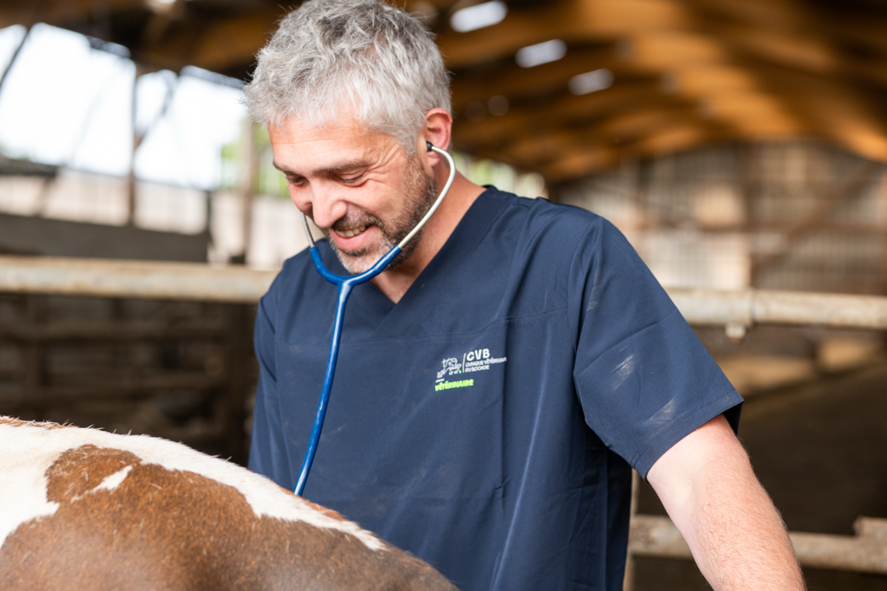 Male veterinarian with gray hair using a stethoscope to examine a brown and white cow in a barn.