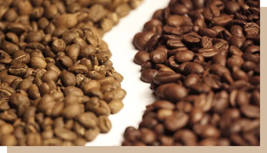 Arabica ou robusta : quelles différences entre ces deux variétés de café?