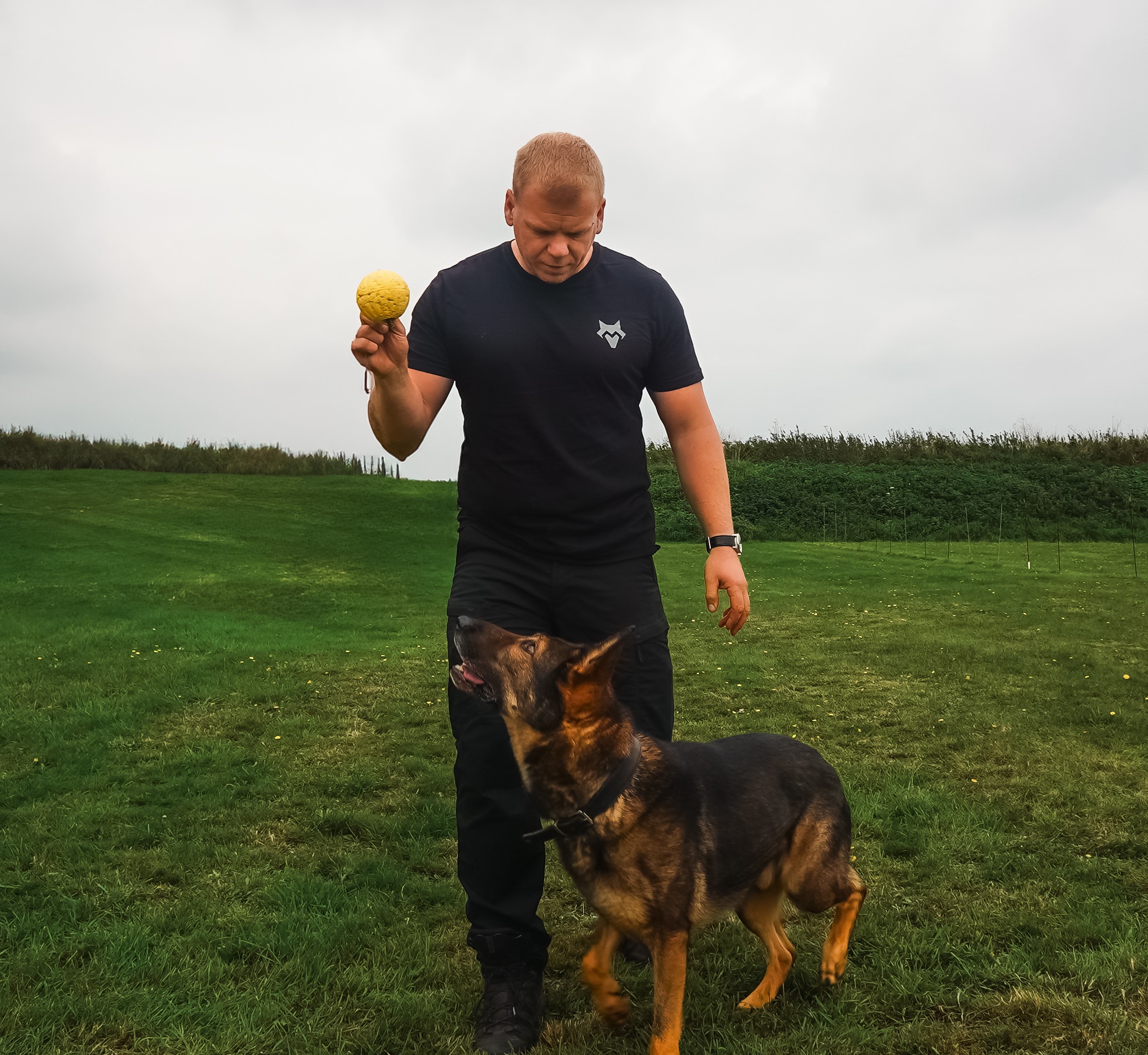 Man in black shirt holding a yellow ball above a German Shepherd dog standing on green grass.