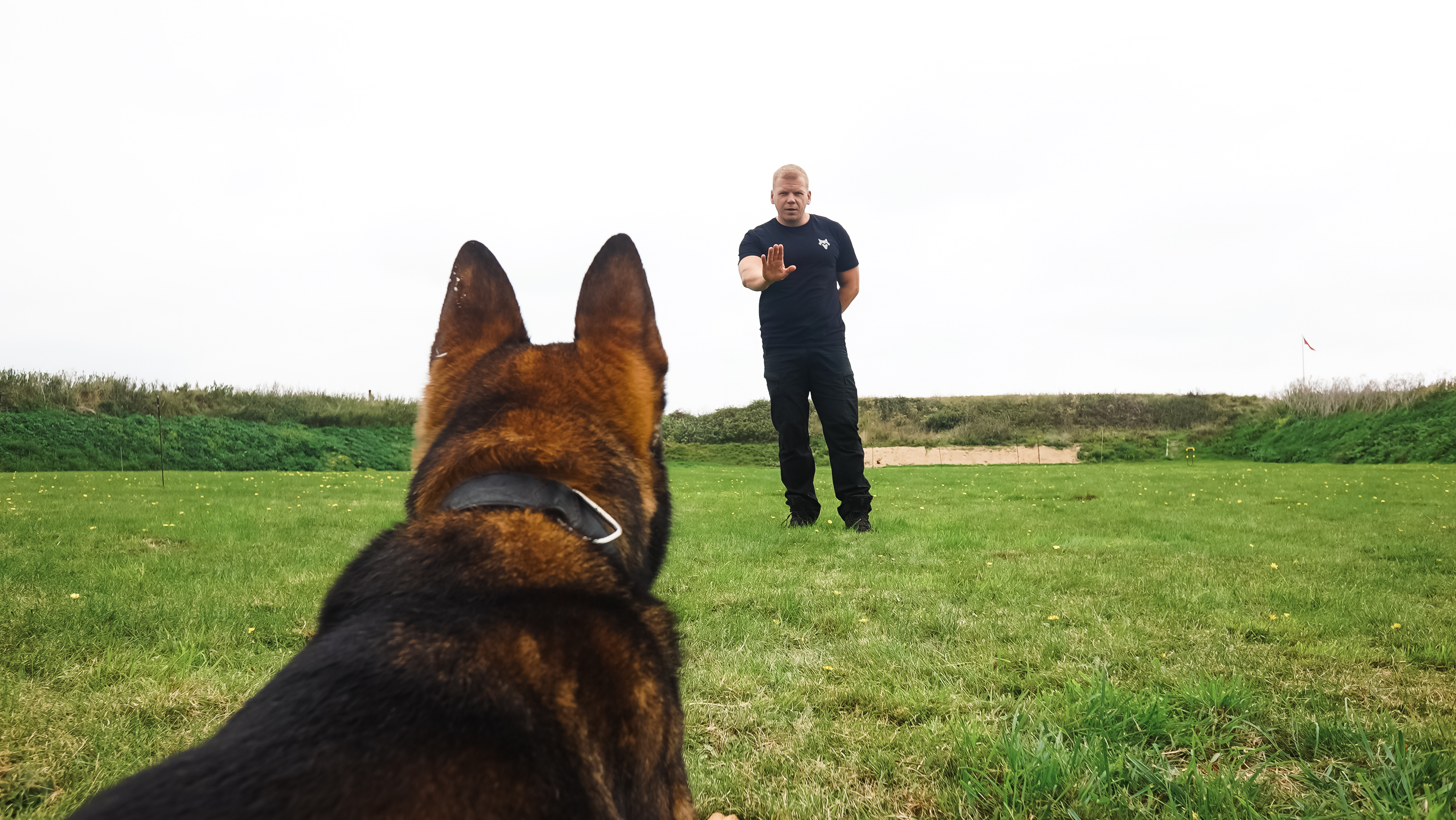 Man in black shirt standing on grass with his hand raised, facing a German Shepherd dog lying down.