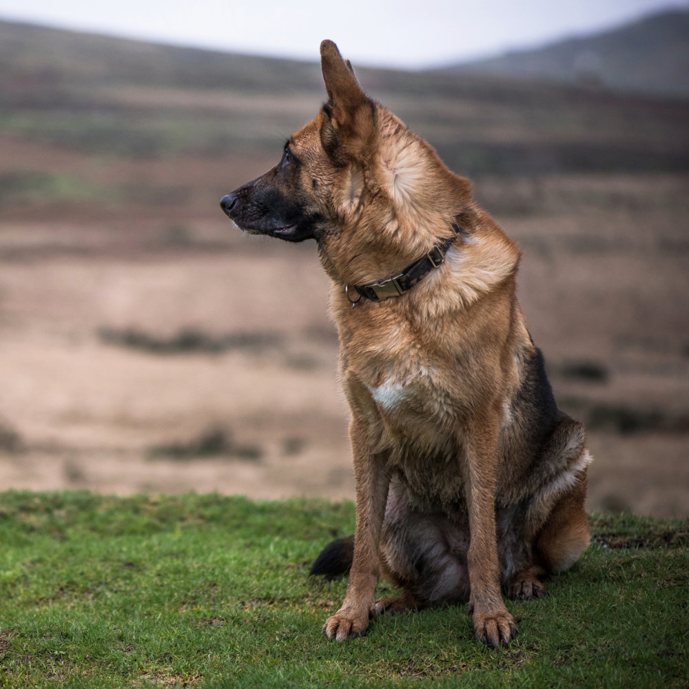 German Shepherd dog sitting on grass looking to the left with a blurred natural background.