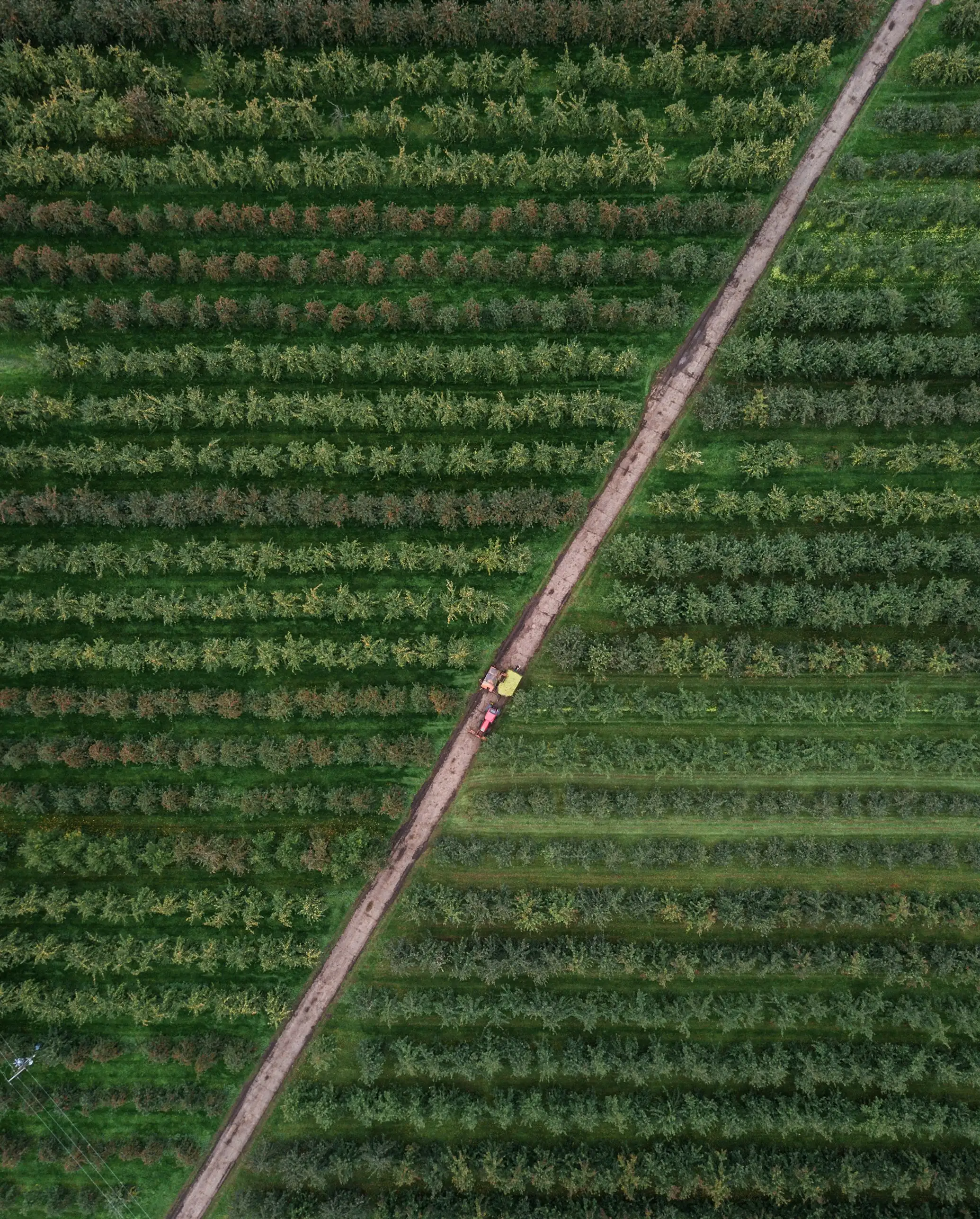 Aerial view of a green farm with rows of crops separated by a dirt road and a small tractor.