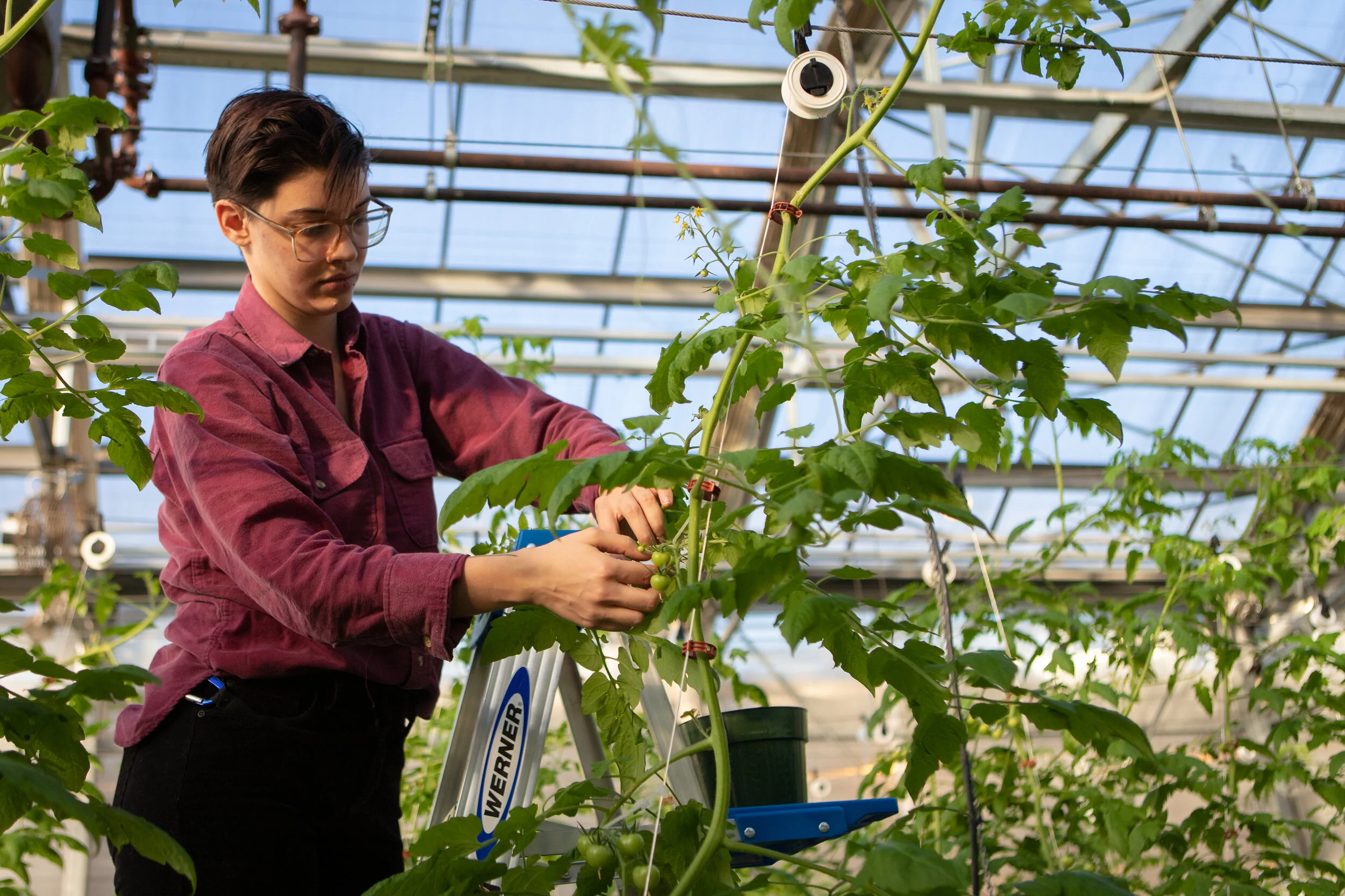 Greenhouse.jpg