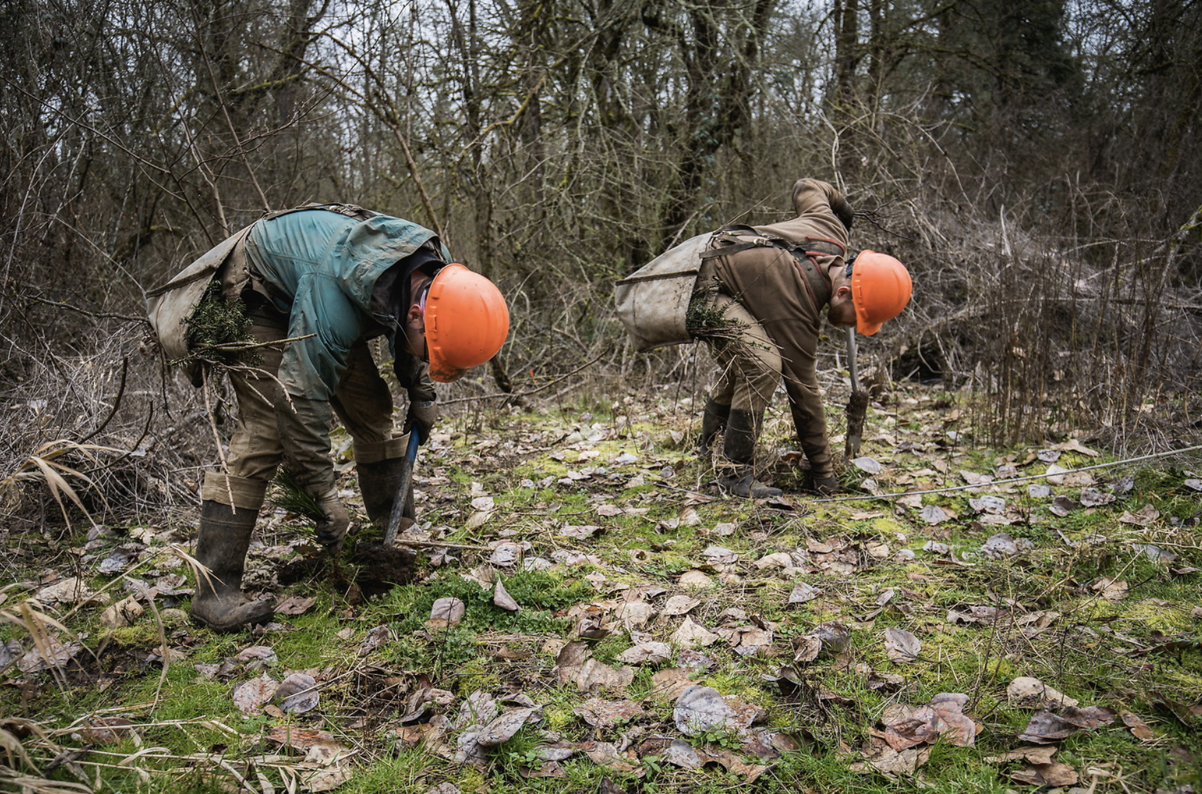 oregon reforestation wfs2.png