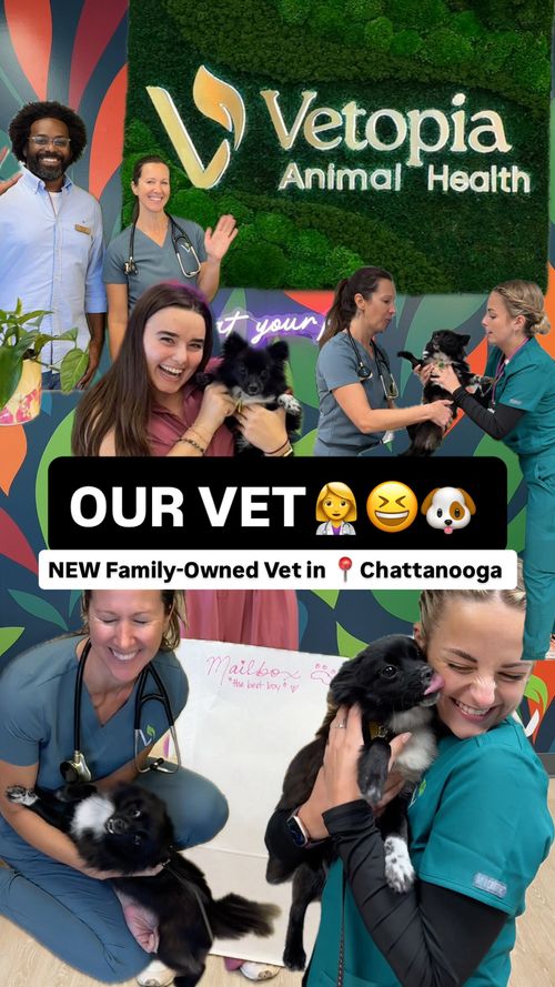 Vetopia Animal Health Opens in Chattanooga: A Family-Owned Veterinary “Utopia” for Pets and Their People
