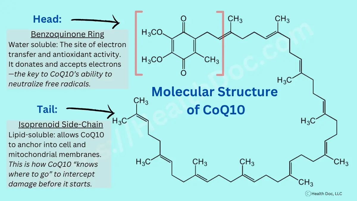 Diagram showing the molecular structure of CoQ10, including the antioxidant-active benzoquinone head and lipid-anchoring isoprenoid tail