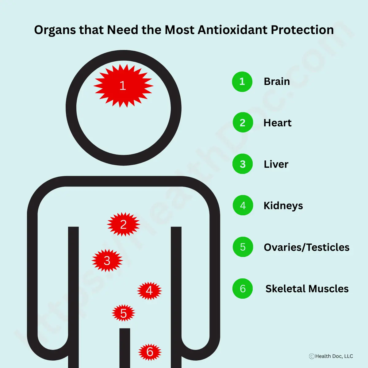 Infographic titled Organs that Need the Most Antioxidant Protection. It shows a human silhouette with numbered red starbursts marking six organs most vulnerable to oxidative stress. Text on the right lists them as 1) Brain, 2) Heart, 3) Liver, 4) Kidneys, 5) Ovaries and Testicles, and 6) Skeletal Muscles.