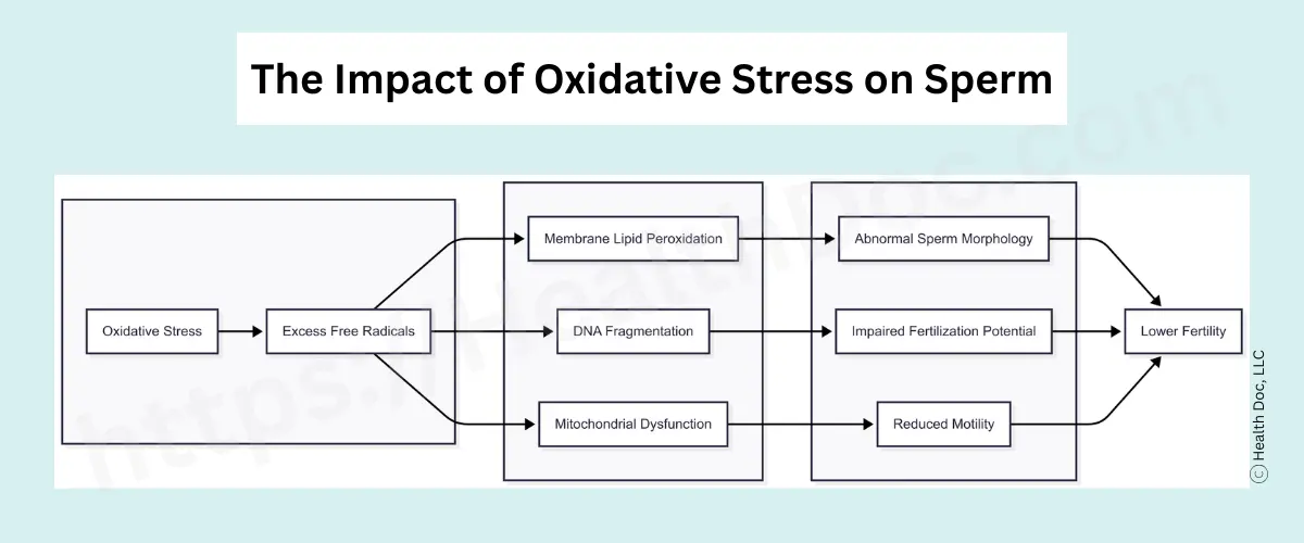 Flowchart titled “The Impact of Oxidative Stress on Sperm.” It shows how oxidative stress leads to excess free radicals, which cause membrane lipid peroxidation, DNA fragmentation, and mitochondrial dysfunction. These result in abnormal sperm morphology, impaired fertilization potential, and reduced motility, all contributing to lower fertility.
