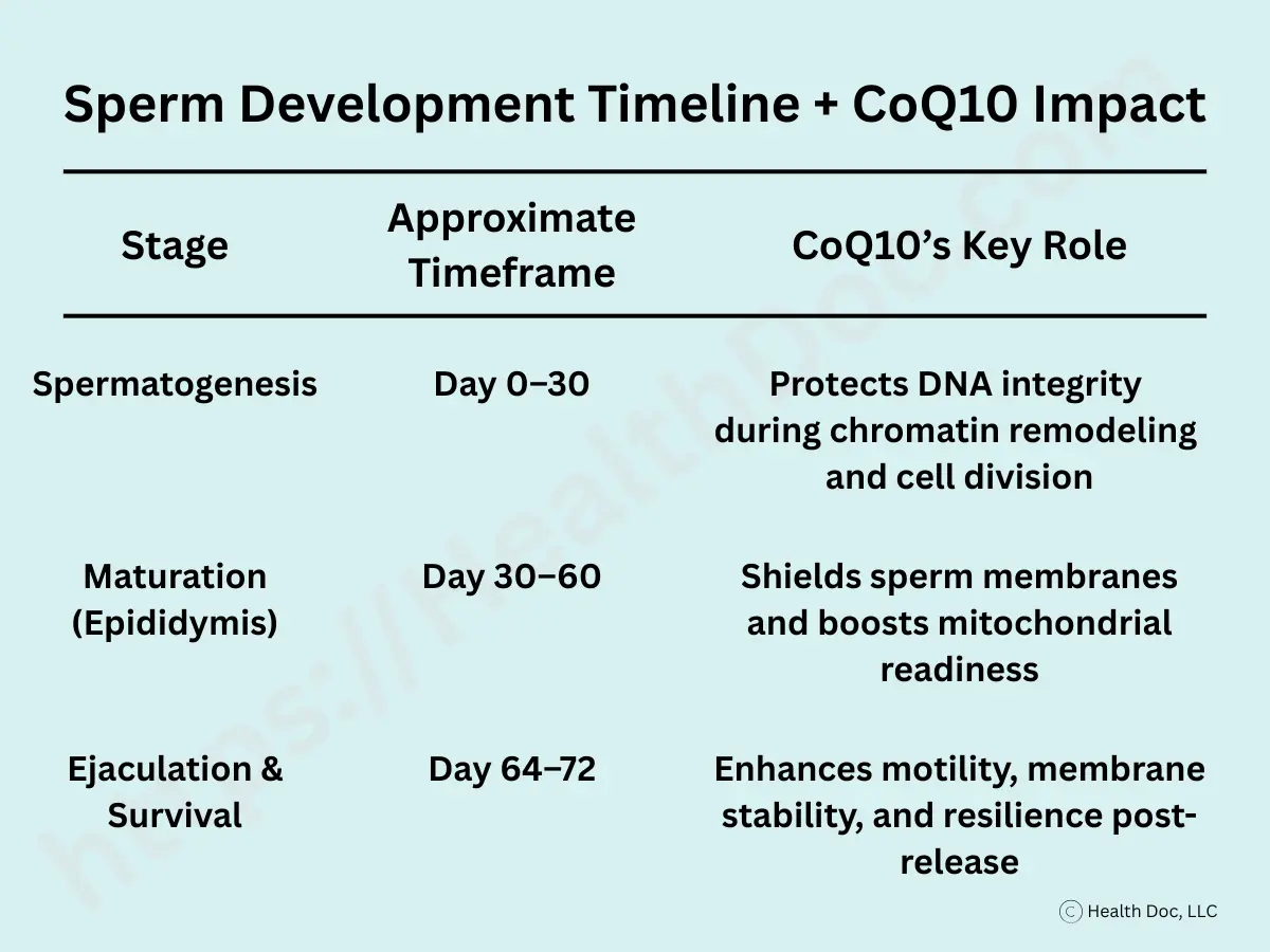 Table titled “Sperm Development Timeline + CoQ10 Impact.” It shows three stages: Spermatogenesis (Day 0–30, CoQ10 protects DNA integrity during chromatin remodeling and cell division), Maturation in the Epididymis (Day 30–60, CoQ10 shields sperm membranes and boosts mitochondrial readiness), and Ejaculation & Survival (Day 64–72, CoQ10 enhances motility, membrane stability, and resilience post-release).