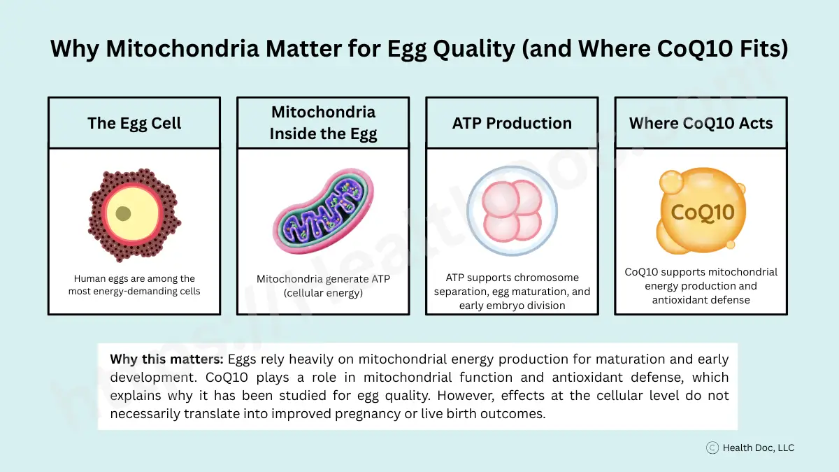 Infographic CAEQ1 goes here. Alt Text: Vertical evidence hierarchy showing where CoQ10 has supporting data for fertility. Strongest evidence appears at the cellular and mitochondrial level, followed by moderate human evidence for egg quality and embryo parameters in IVF settings. Evidence is limited or inconsistent for clinical pregnancy rates, and insufficient for demonstrating improved live birth rates.