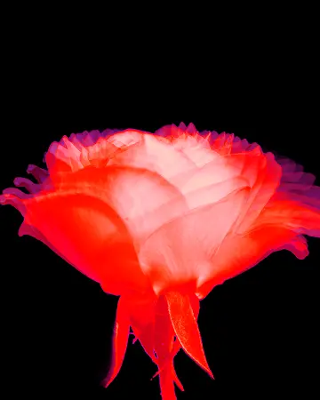 FLOWER ROSE ODYSSEY