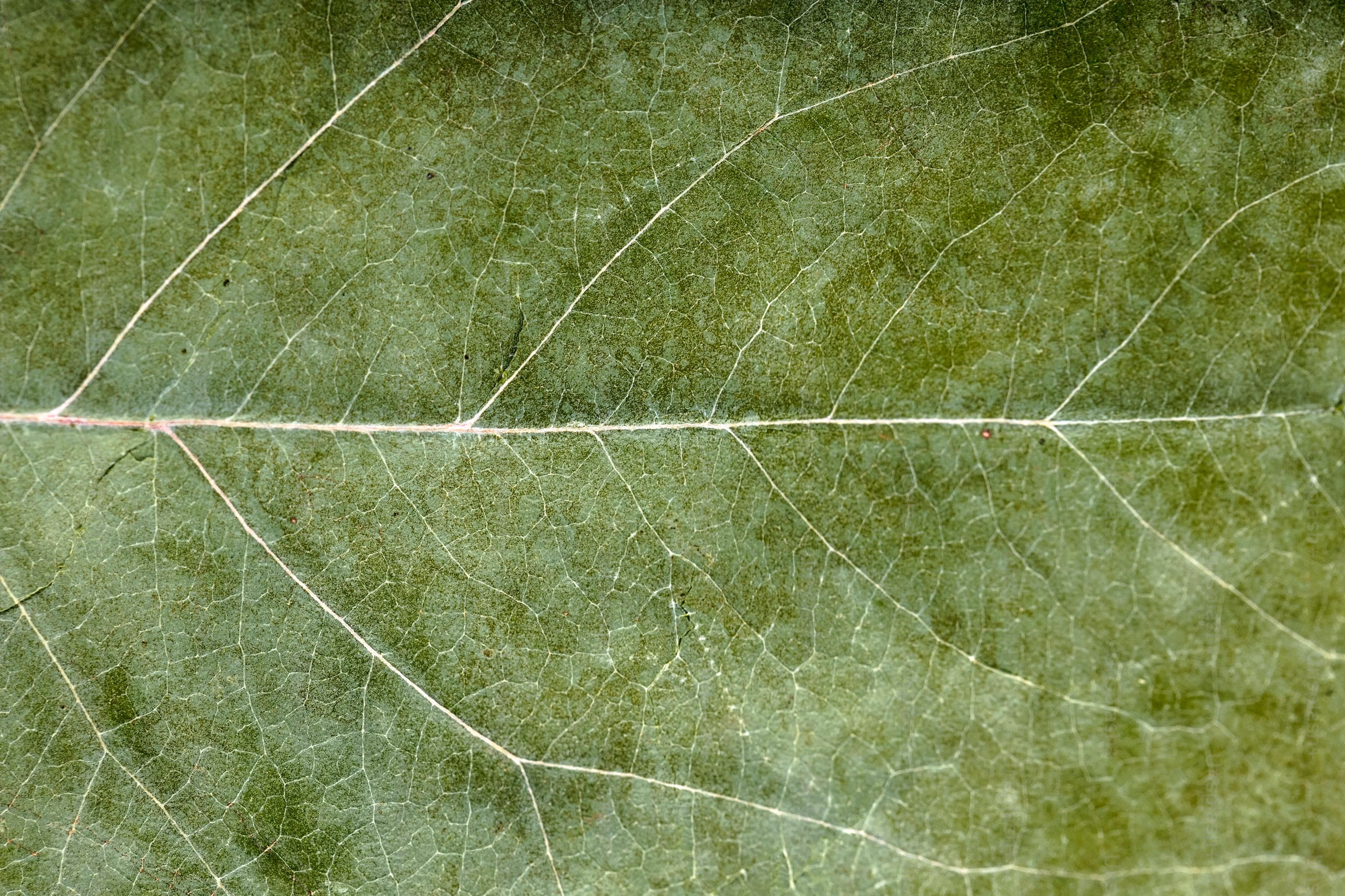 Nahaufnahme Blatt