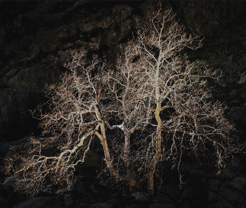 United nations climate change conference