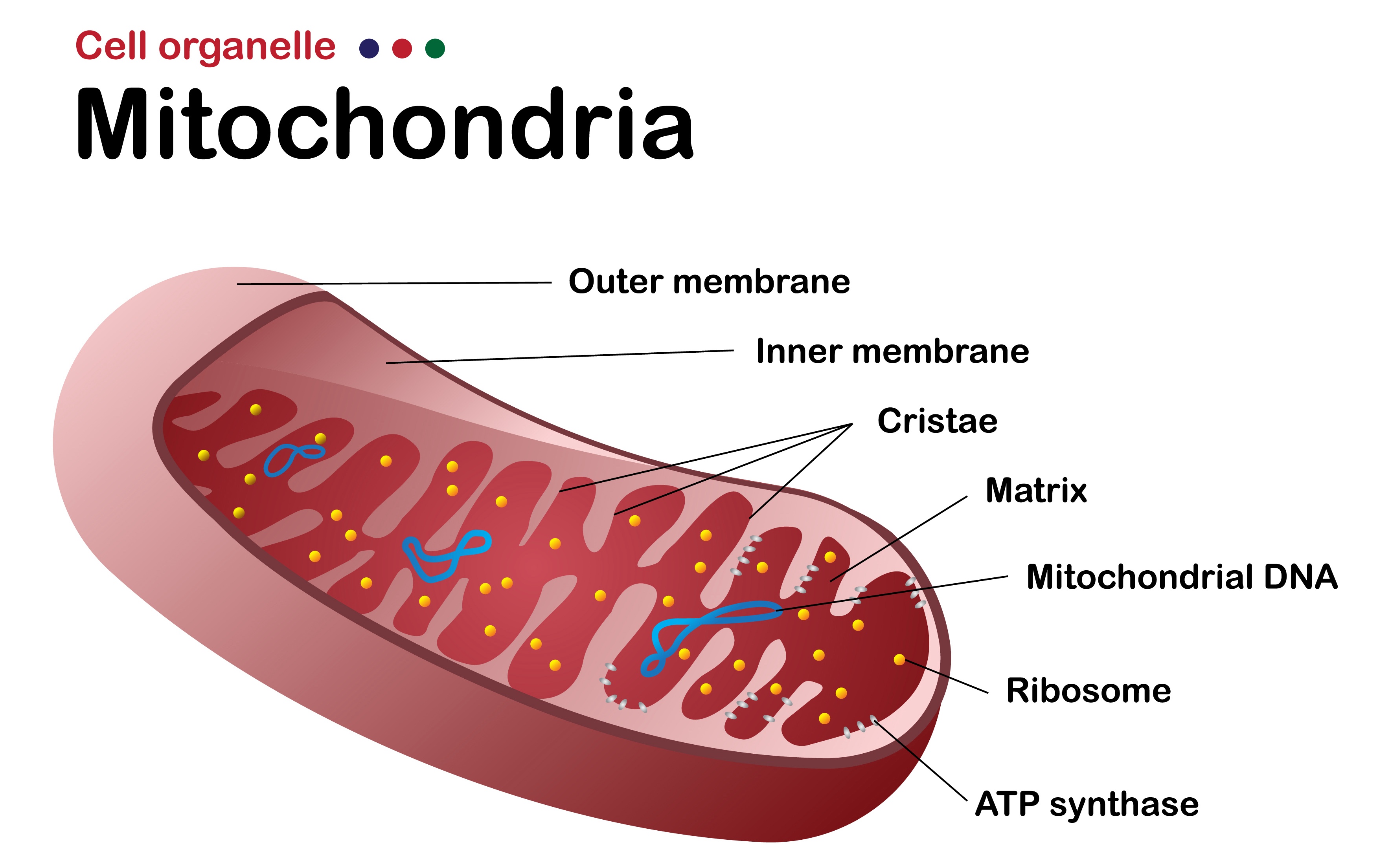 Structure of mitochondria