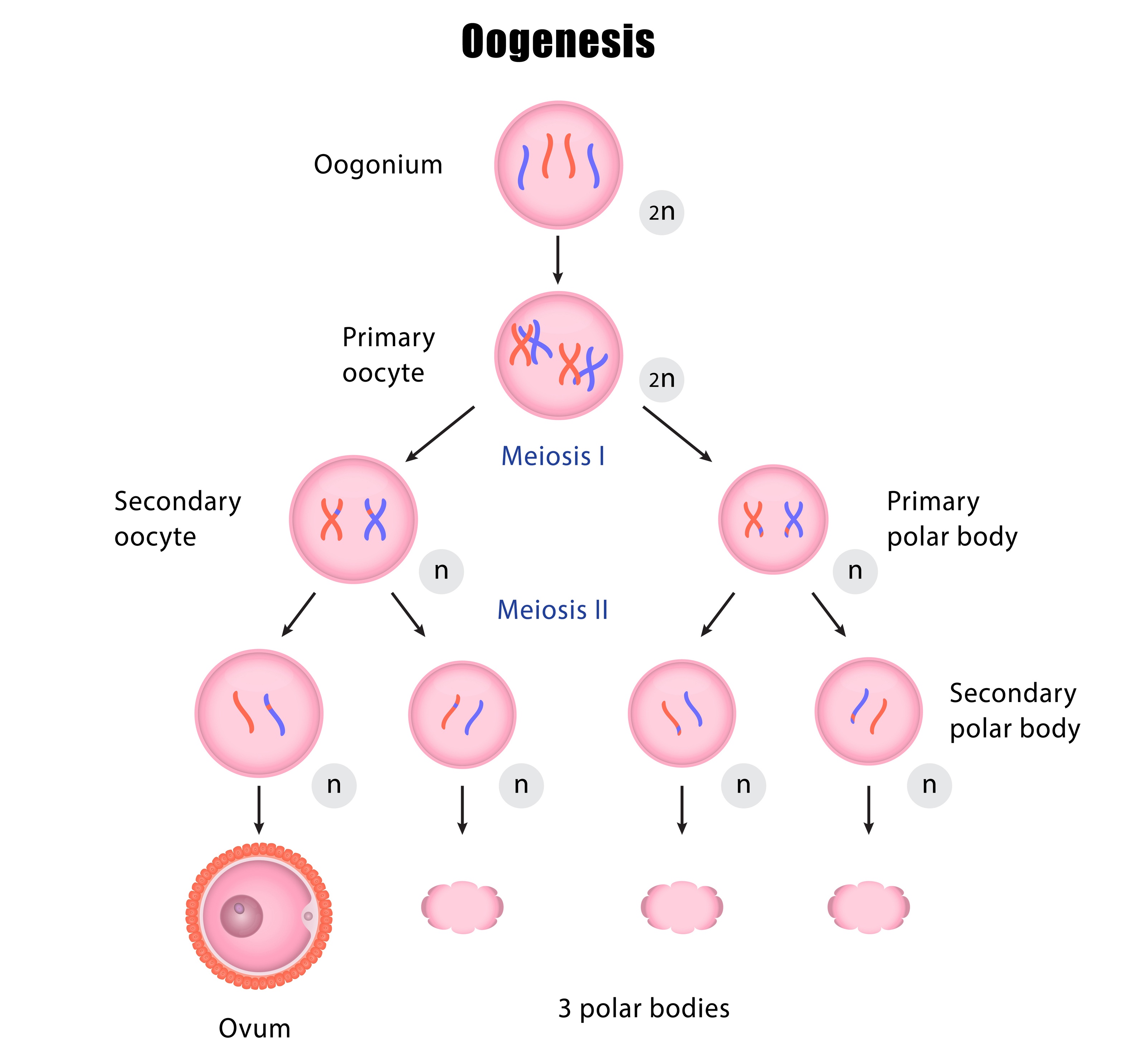 Chart of oogenesis to create an ovum