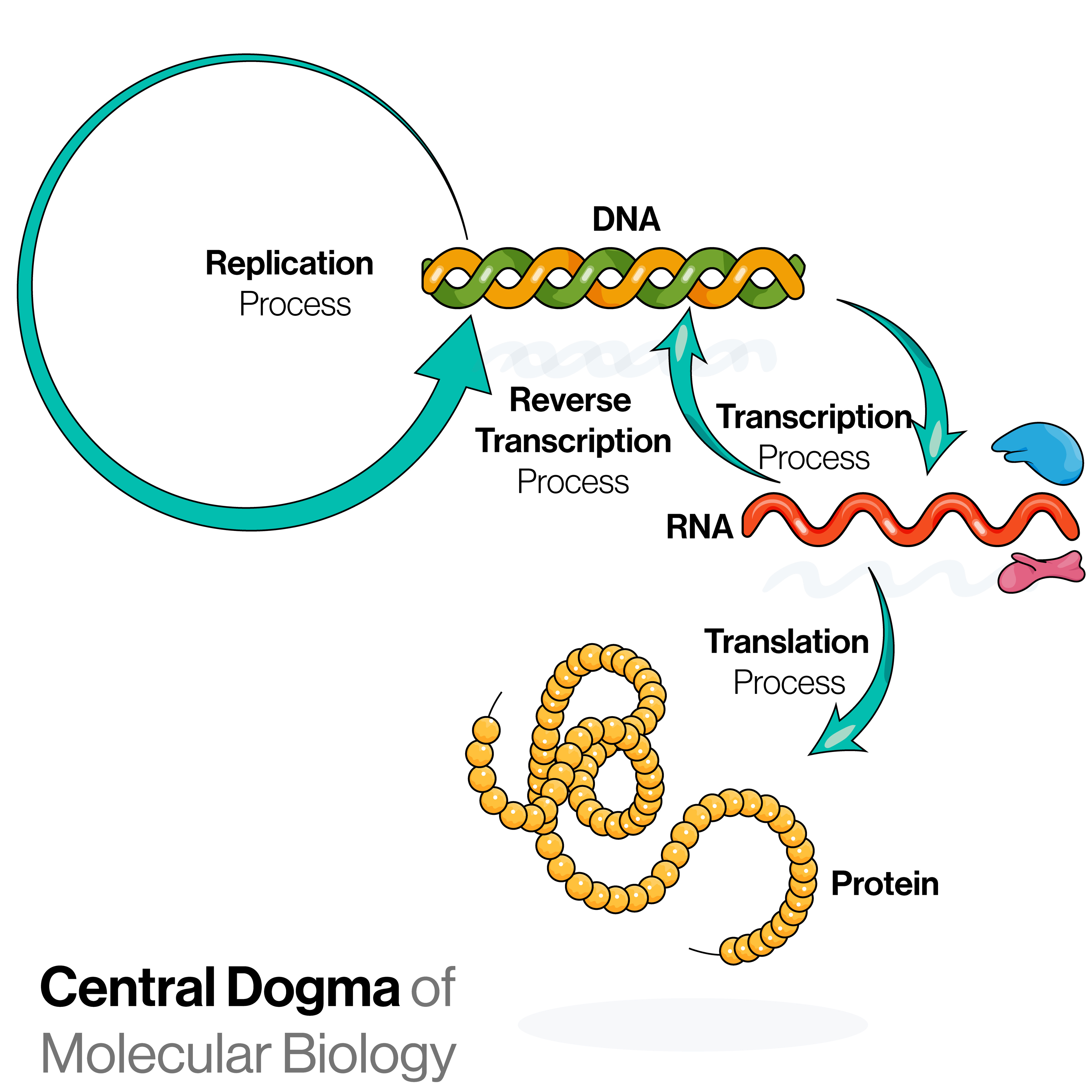 Illustration of gene expression