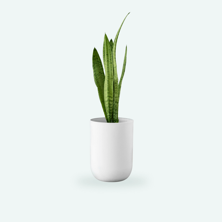 Snake Plant