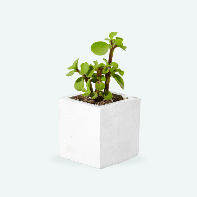Portulacaria Plant