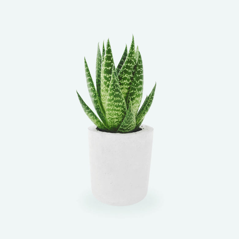 Cactus Plant