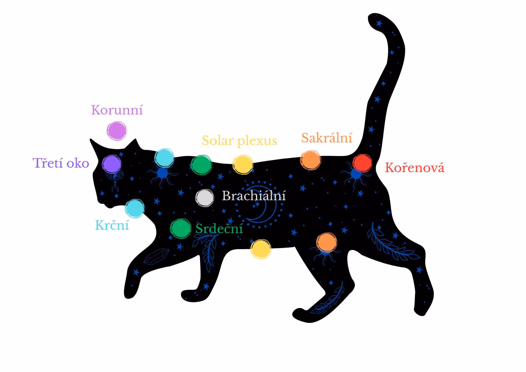 Ilustrace základních čaker u kočky