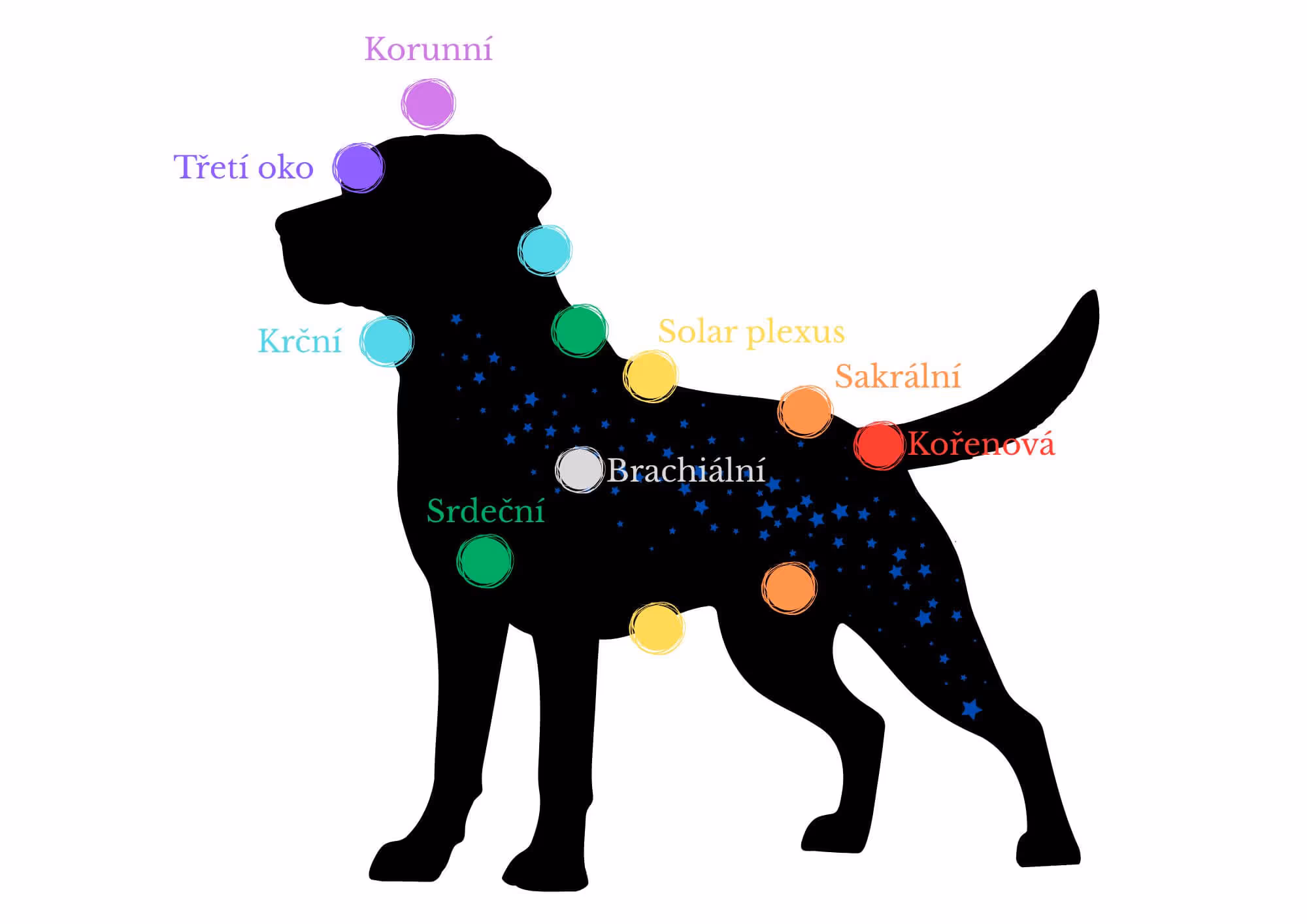 Ilustrace základních čaker u psa