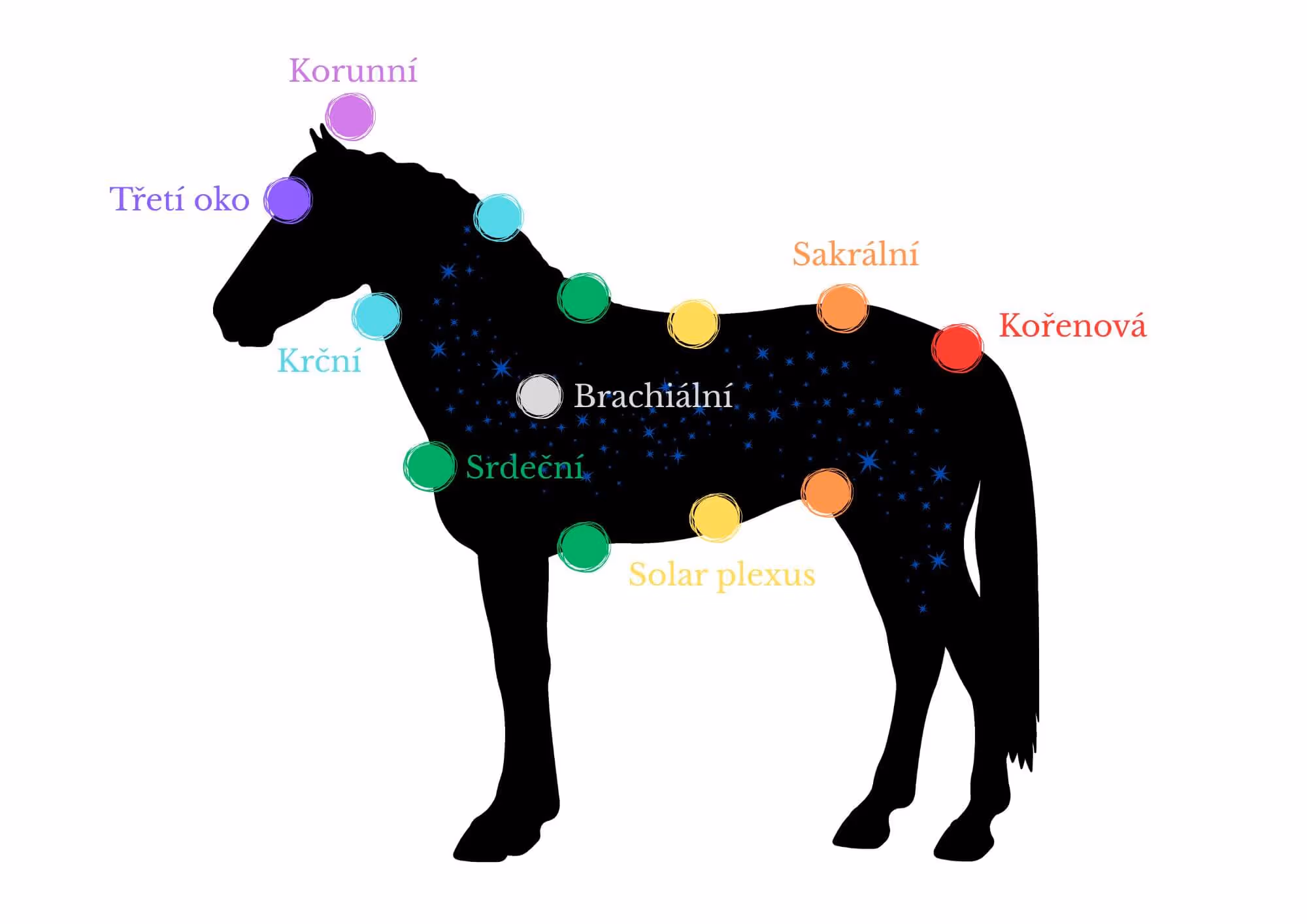 Ilustrace základních čaker u koně