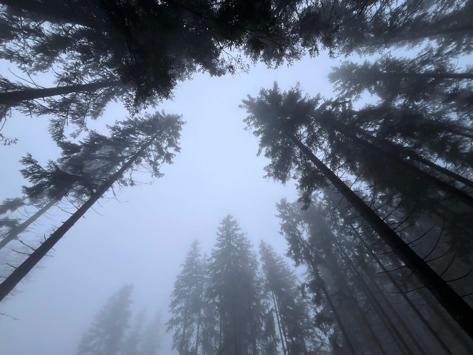 Koruny smrků v mlze