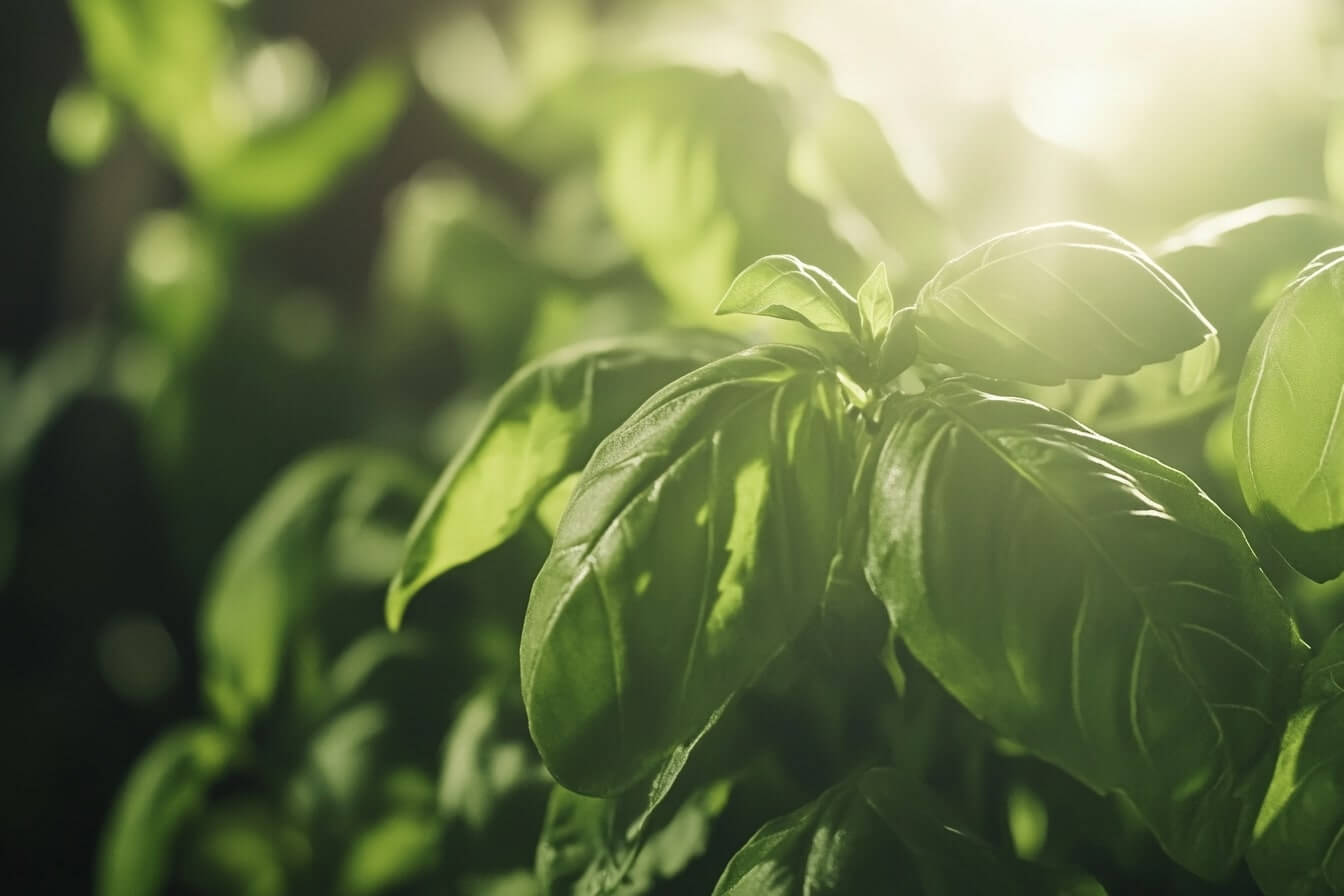 Bazalka pravá v plné kráse na slunné zahradě, ideální pro pěstování doma i na venkovních záhonech. Tato aromatická bylina je nejen skvělým kořením, ale také má mnoho zdravotních benefitů a využití v přírodní kosmetice a léčbě.