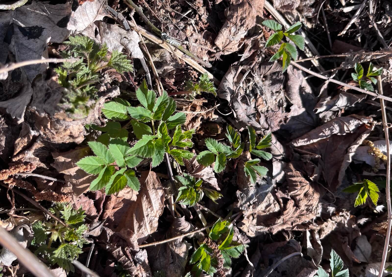 Bršlice kozí noha (Aegopodium podagraria) – léčivá bylina s detoxikačními účinky, vhodná na podporu kloubů, trávení a přírodní péči o pleť.
