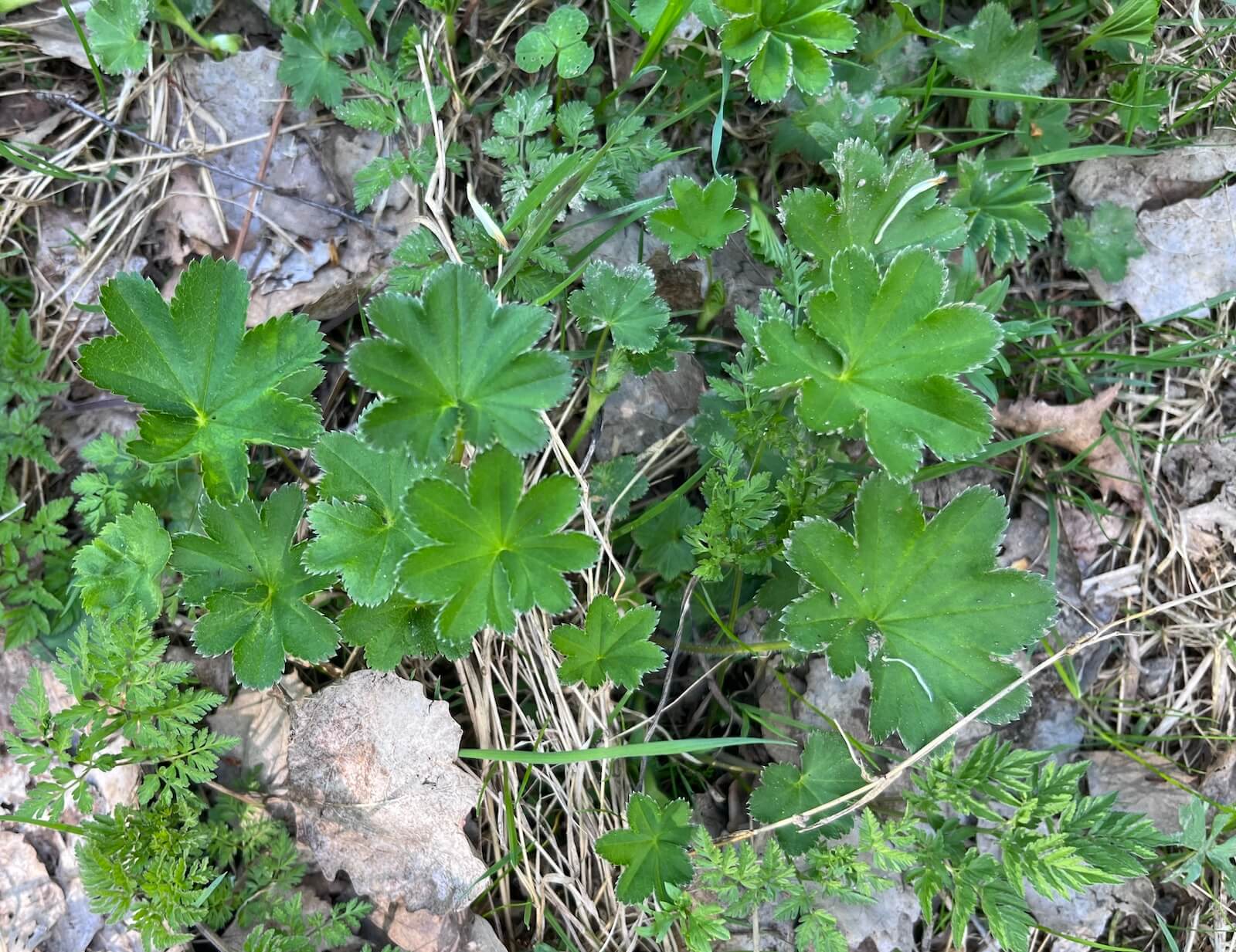 Detail rostliny kontryhelu obecného s typickými vějířovitými listy zachycujícími kapku rosy – léčivá bylina pro ženské zdraví, menstruaci a hormonální rovnováhu