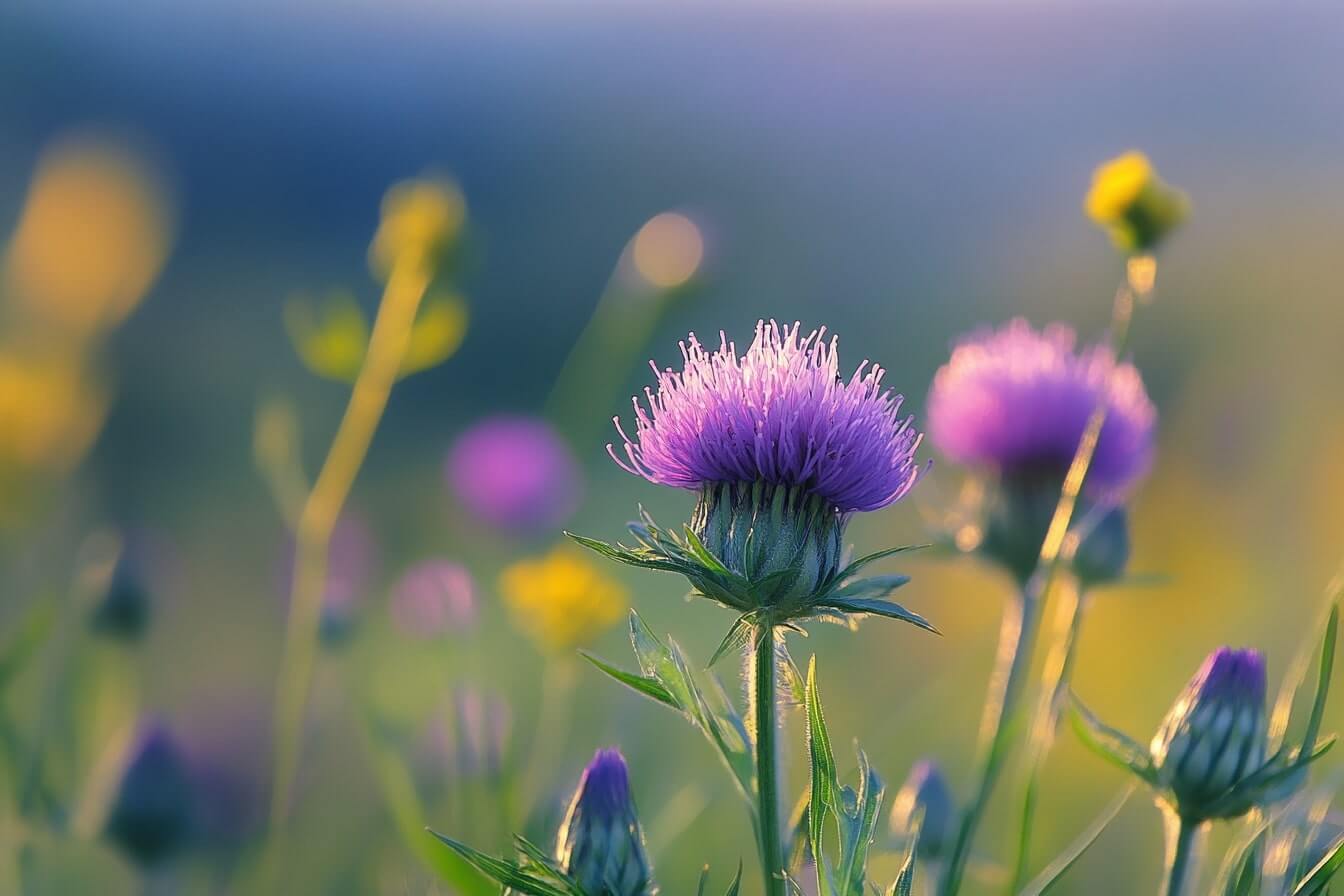 Ostropestřec mariánský na louce – přírodní léčivá bylina pro zdraví a detoxikaci