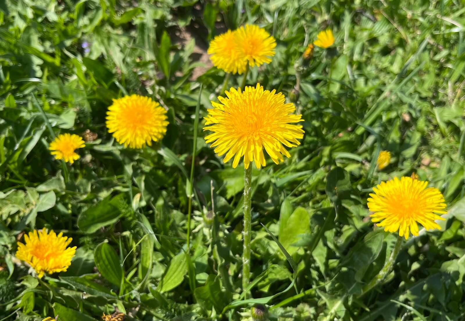 Pampeliška (Smetánka lékařská): Přírodní lék, který si zaslouží naši pozornost