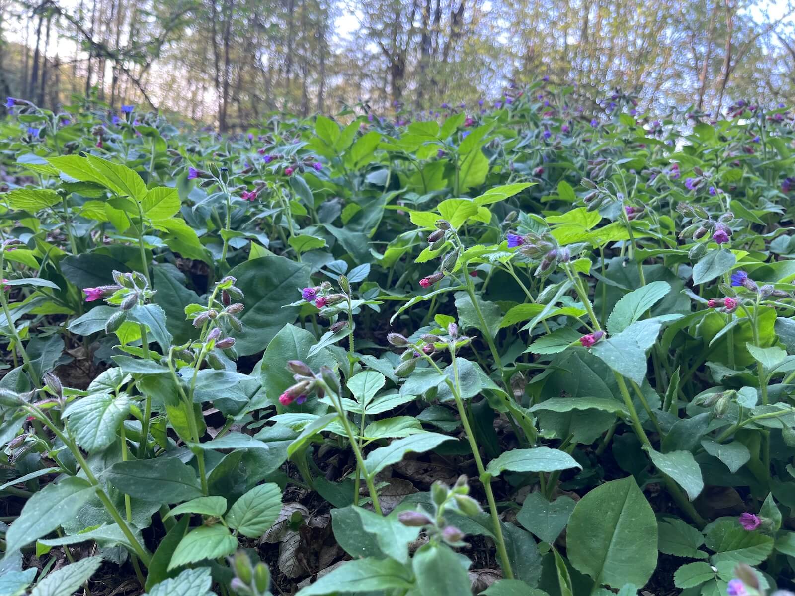 Plicník lékařský (Pulmonaria officinalis) – fotka mnoha rostlin plicníku v lese s celou řadou modrofialových květů této léčivé byliny na kašel a dýchací potíže