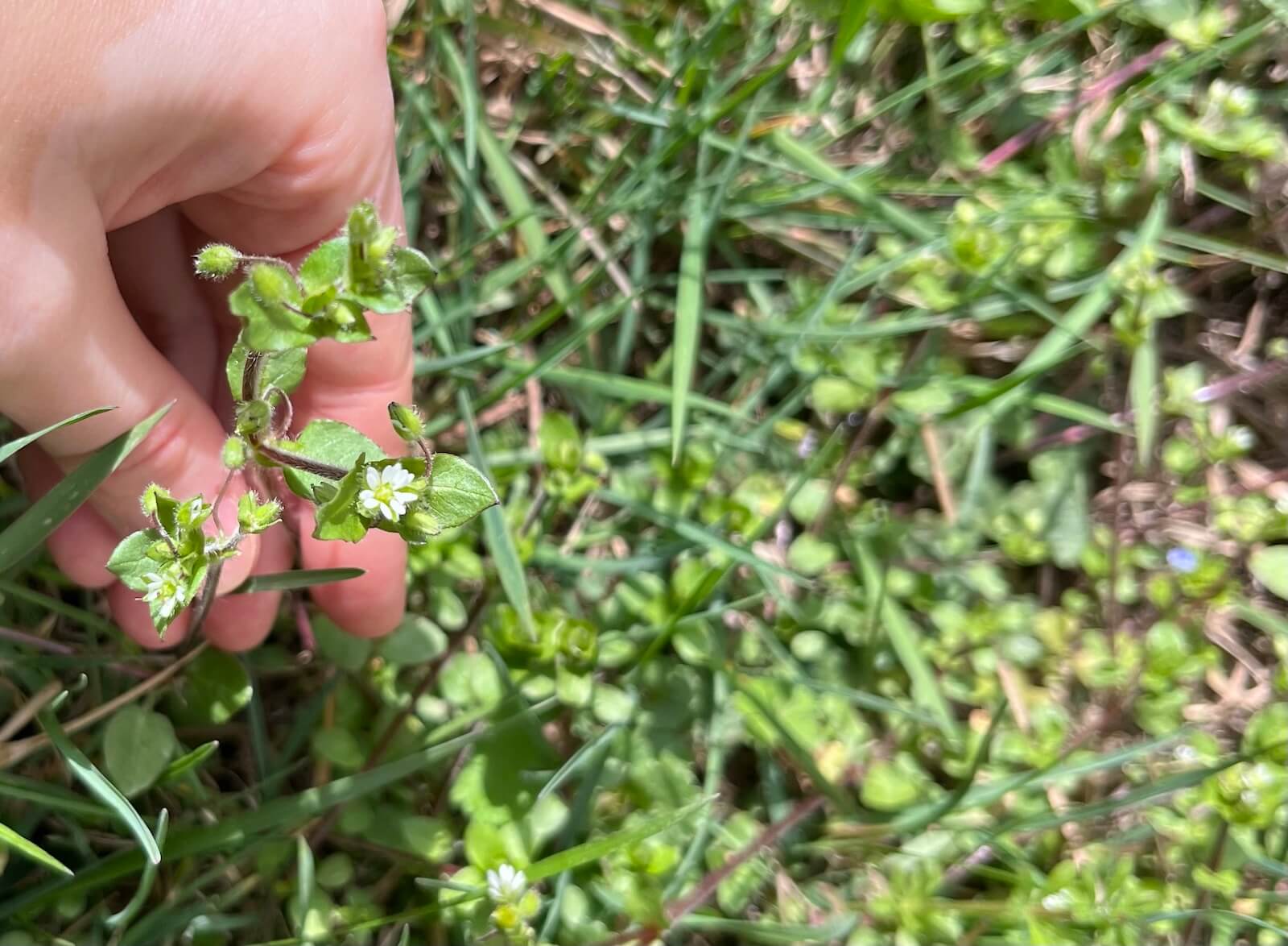 Ptačinec žabinec (Stellaria media) – léčivá bylinka na detoxikaci, podporu trávení a hojení pokožky
